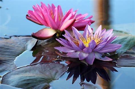 Day Trips International Waterlily Collection San Angelo