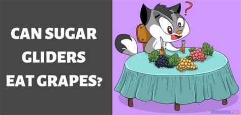 sugar gliders eat grapes sugar glider zone sugarglider care