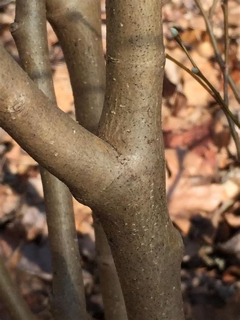 identifying trees   bark master gardeners  northern virginia