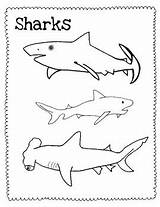 Shark Coloring Sharks Drawing Pages Watercolor Step Clark Artisbasic Guide Drawings Getdrawings Getcolorings Idea Paint Paintingvalley Elementary Teachers Draw sketch template