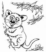Coloring Pages Opossums Kids Animal Wild Animals sketch template