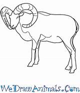 Mouflon Draw Tutorial Print sketch template