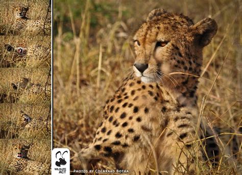 introducing scarlet the resident cheetah on zimanga wildlife act