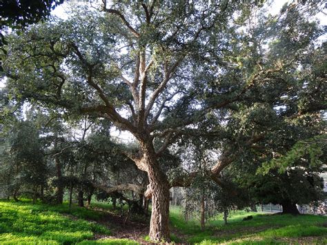 tree spotlight cork oak canopy canopy