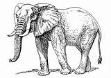 Elefante Elefant Olifant Malvorlage Colorear Kleurplaat Colorare Coloring Ausdrucken Grote Printen Schoolplaten sketch template