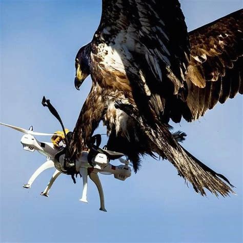 hawk snatching drone    air rnatureismetal