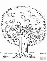 Tree Coloring Apple Pages Printable Drawing Spring Trees Kids Getdrawings Template sketch template