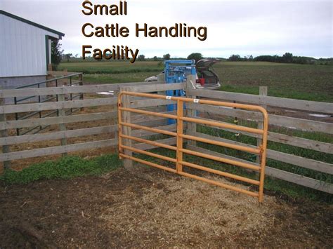 Small Cattle Handling Facility Beef Cattle Cattle