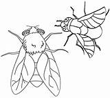 Flies Coloringpagesfortoddlers Zdroj Pinu sketch template