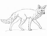Fox Raposa Arctic Realistic Foxes Rysunek Selvagem Colorironline Obraz Mammals Lis Narysowac sketch template
