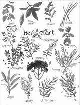 Herbs Coloring Pages Herb Dummies Getting Know Colonial Witch Felicity Unit Study America Drawing Chart Dandelion Basil Adult sketch template