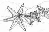 Starfish Estrella Estrellas Seahorse Lapiz Tatuaggi Ouvrir sketch template