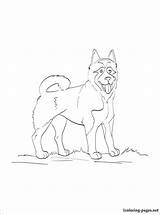 Akita Coloring Pages American Dog Getcolorings Designlooter Getdrawings 93kb 750px sketch template