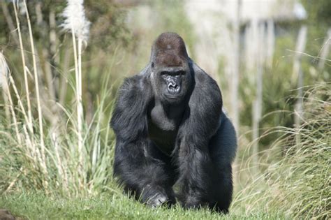 gorillas   san diego park test positive