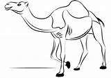 Camello Dromedario Camellos Dromedary Dibujar Kameel Rysunek Camels Imprimir Kolorowanka Wielbłąd Supercoloring Obraz Kleurplaat Disegnare Dzieci Kolorowanki sketch template