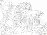 Betta Colorear Pez Poisson Kampffisch Peixe Combattant Supercoloring Ausmalbild Peces Desenho Pisces Bubakids Kategorien Kampffische Categorias sketch template