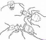 Ant Drawing Coloring Ants Pages Colony Hill Clipart Printable Pencil Insects Kids Cartoon Color Anthill Getdrawings Drawings Marching Cliparts Getcolorings sketch template