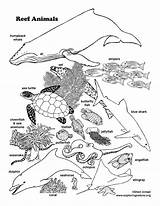 Reef Animals Coloring Larger sketch template