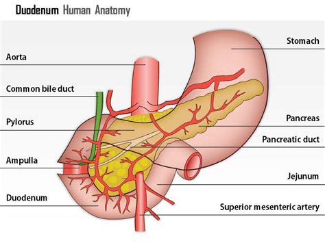 duodenum human anatomy medical images  powerpoint powerpoint  diagrams themes
