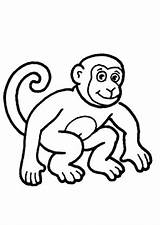 Affe Affen Ausmalbild Junger Ausdrucken sketch template