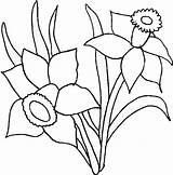 Flower Daffodil Coloring Pages Daffodils Narcissus Clipart Drawing Drawings Printable Print Clip Color Colour Cliparts Library Sheets Clipground sketch template