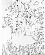 Deer Coloring Printable Pages Buck Whitetail Realistic Adult Print Color Doe Head Hunting Sheets Kids Animals Tailed Bucks Colouring Big sketch template