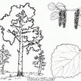 Aspen Bäume árboles Alberi Kastanienbaum Pinos Betulla Castagno Colorkid sketch template