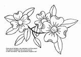 Dogwood Drawing Prairie Thistle Patterns Pattern Getdrawings Embroidery sketch template