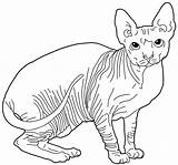 Cat Sphynx Coloring Pages Cats Color Kids Colouring Hairless Drawings Mandala Printable sketch template