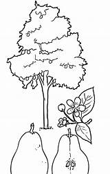 Drzewo Grusza Kolorowanka Gruszki Druku Waszym Dzięki Zadaniem Owoce Charakterystyczny Bardzo Owoców łatwo Kształt Innych Odróżnić Polsce Któremu Popularne Mają sketch template