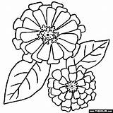 Coloring Pages Zinnia Flower Zinnias Flowers Color Border Drawing Printable Printables Thecolor Sheets Drawings Templates Template Colouring Designlooter Mandala Patterns sketch template