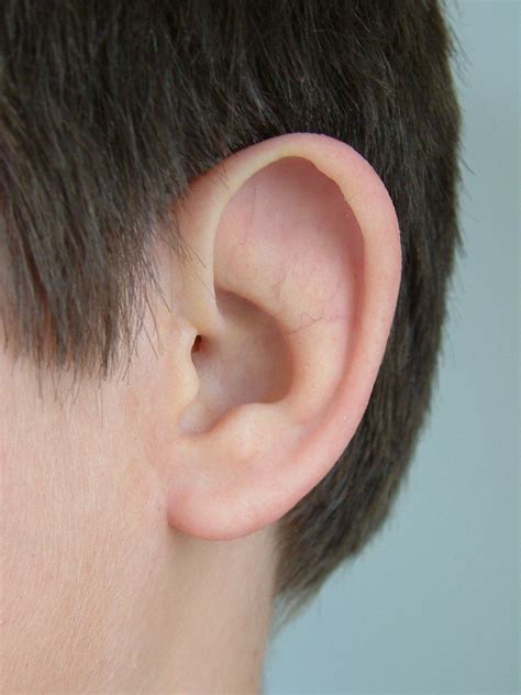 prosthetic    ear community