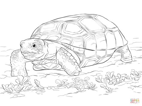sulcata tortoise coloring   designlooter