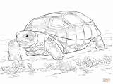 Tortoise Gopher Tortuga Colorear Realista Zoo Sulcata Tartaruga Tortise Em sketch template