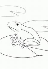 Grenouille Amphibian sketch template