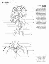 Physiology Workbook sketch template