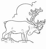 Coloring Caribou Pages Reindeer Barren Ground Printable Alaska Print Popular sketch template
