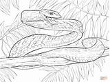 Snake Coloring Anaconda Pages Drawing Green Snakes Vine Cobra Kids Threat Print Posture Racer Printable Pumpkin Sheets Animal Color Drawings sketch template
