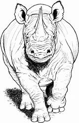 Coloring Pages Rhino Running Rhinos Printable Rhinoceros Color Drawings Animals sketch template
