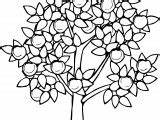 Apple Coloring Tree Bitter Wecoloringpage sketch template