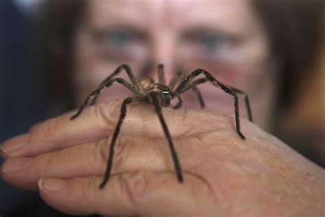 pouring  arachnids australias nasty spider rain explained nbc