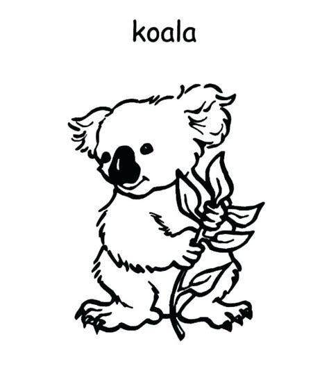 baby koala coloring pages  getcoloringscom  printable