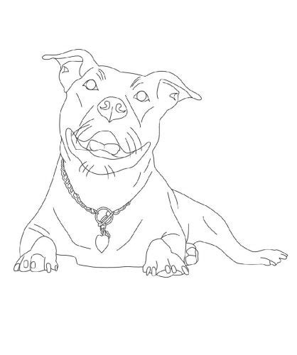 pitbull coloring pages   educative printable