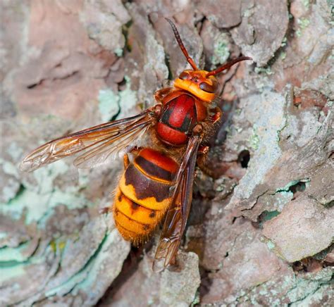 Queen Wasps Size Mice