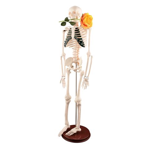 buy ultrassist human skeleton model   life size skeleton
