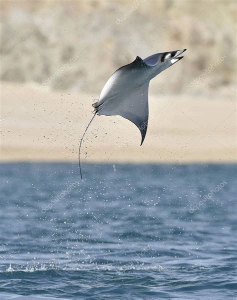 mobula ray jumping   water stock photo  surzet