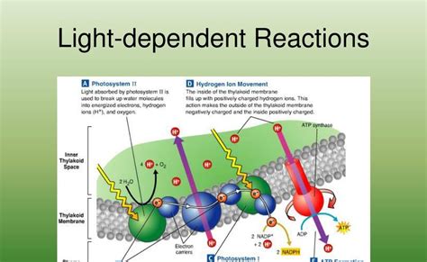 product   light dependent reaction lifeeasy  quickest news