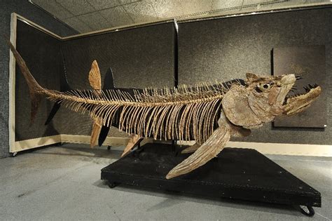 fossil  giant  year  fish   argentina