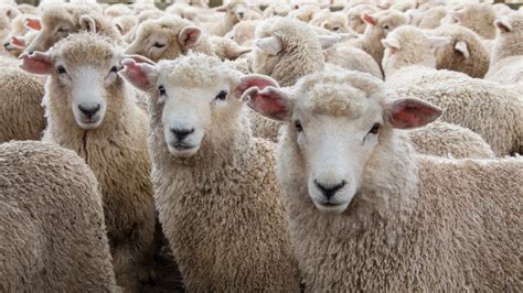 ovce mohou poskodit vas mozek hrozi vedci prima zoom