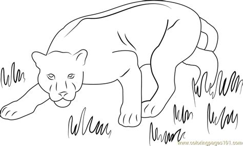 panther coloring page  panther coloring pages coloringpagescom